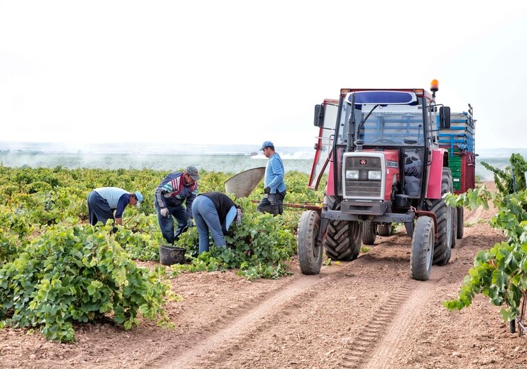 La escasez de lluvias pone en alerta a las cooperativas vitivinícolas de Castilla-La Mancha