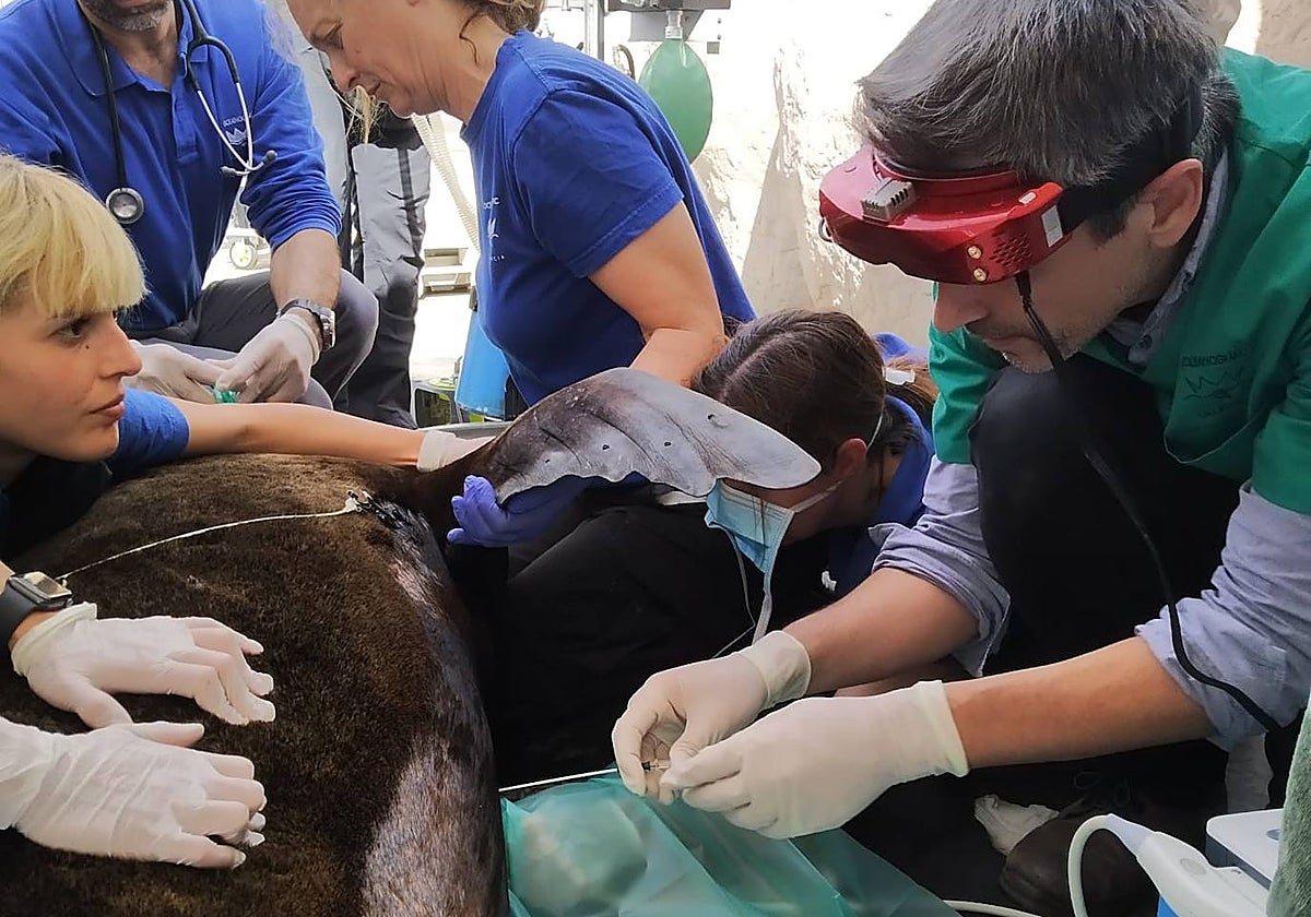 Imagen de los veterinarios mientras intervienen a Selkie