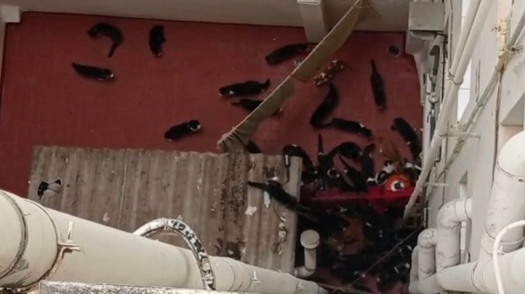 Denuncian a una vecina por tener 70 gatos en su casa en Valencia y lo prueban con este vídeo: «Cada vez hay más»