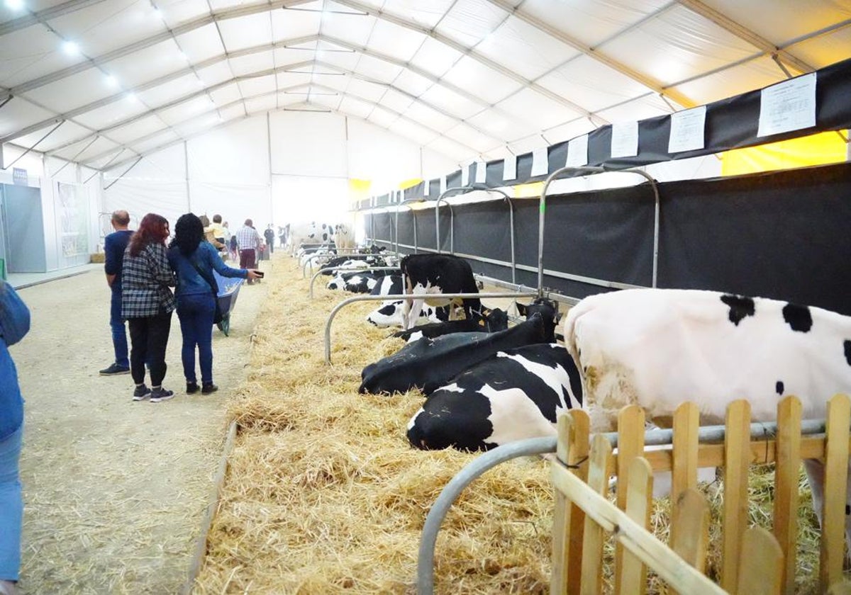 Decenas de vacas, este sábado en la Feria Agroganadera de Los Pedroches