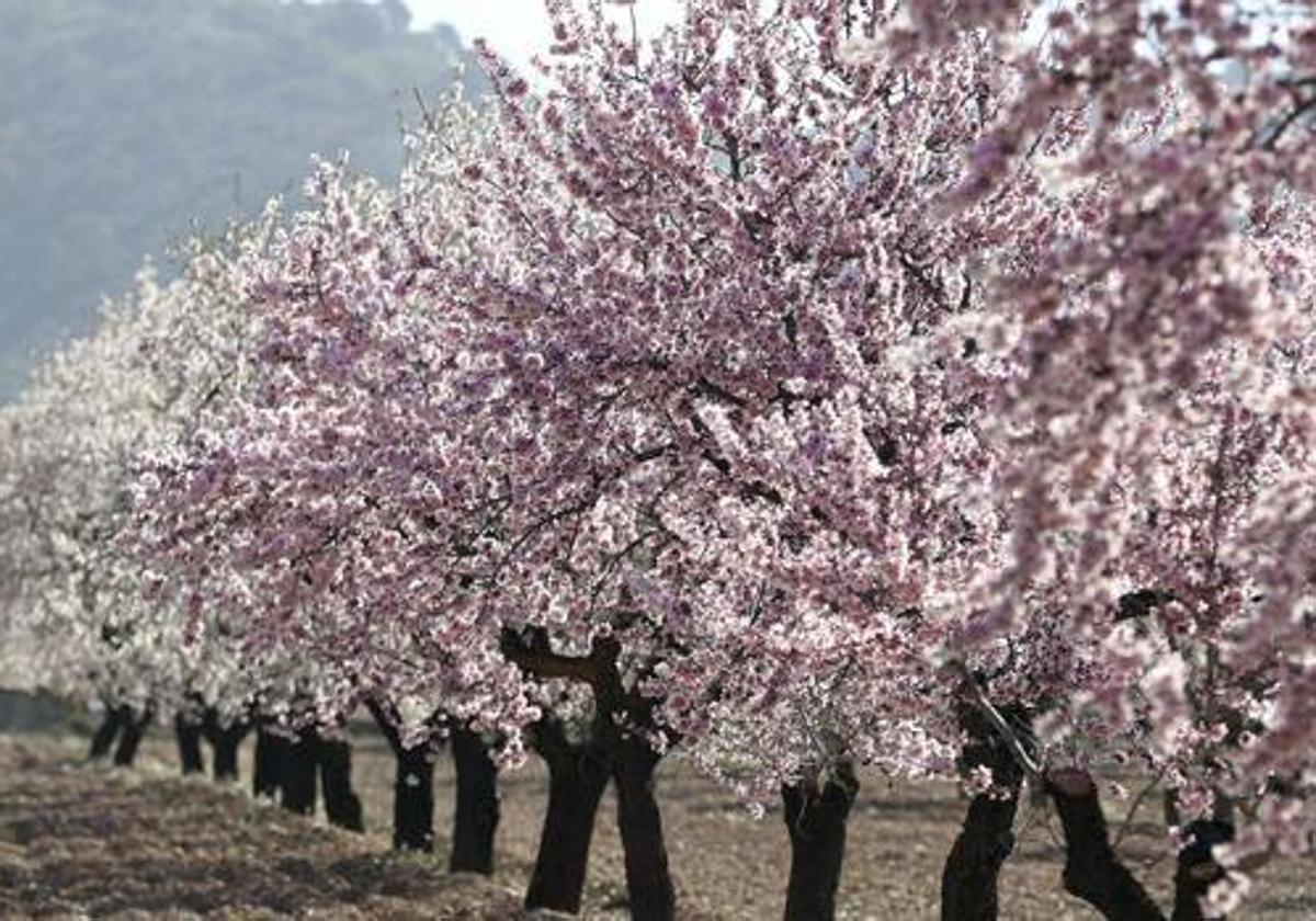 Almendros de una finca de Córdoba en una imagen de archivo