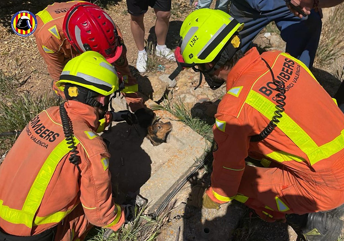 Imagen del rescate de los bomberos de dos perros en Genovés (Valencia)
