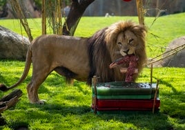 Bioparc Valencia celebra el séptimo aniversario del rey de la sabana