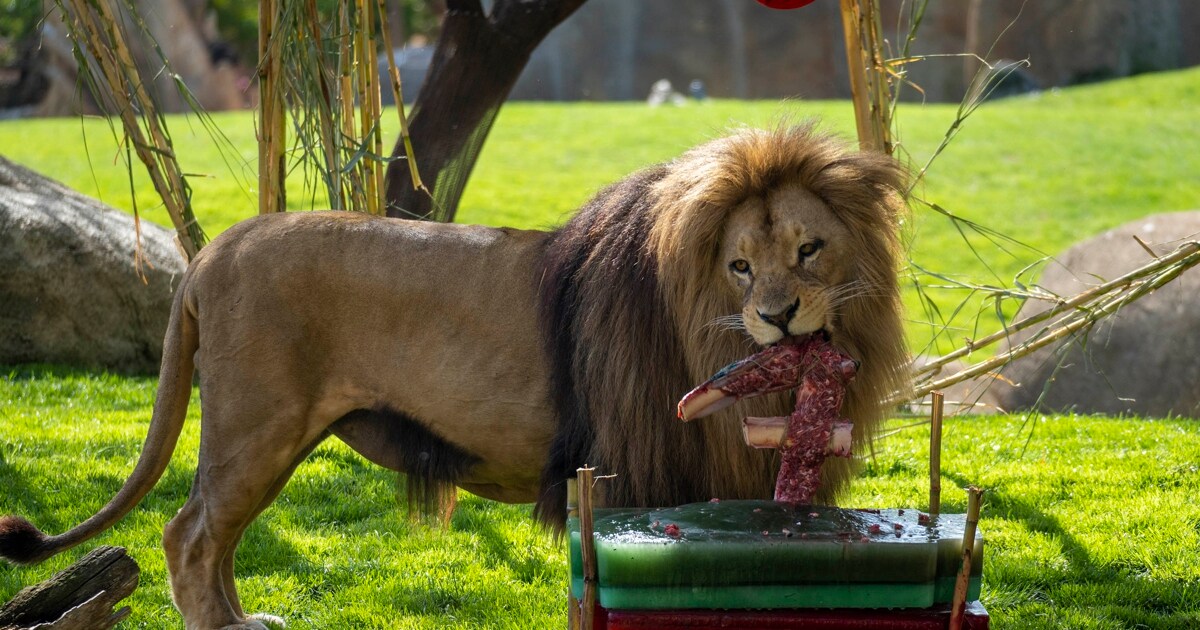 Bioparc Valencia celebra el séptimo aniversario del rey de la sabana