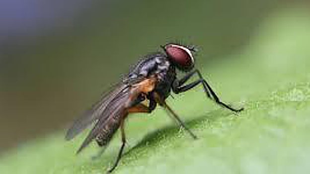 Imagen de la mosca negra, el insecto que pone en apuros a los madrileños