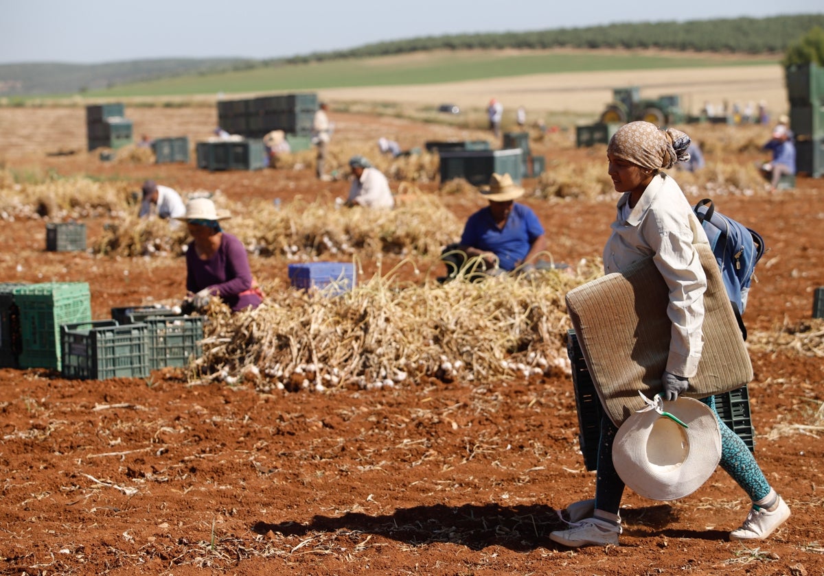 Recolección del cultivo de ajos en la Campiña Sur de Córdoba