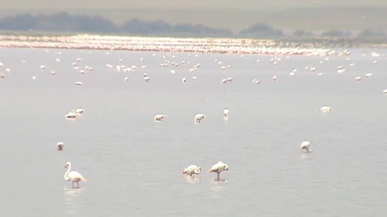 La Laguna de Fuente de Piedra, en Málaga, está seca