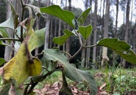 El 75% de los cultivos gallegos de eucalipto podría recuperarse para uso agrario