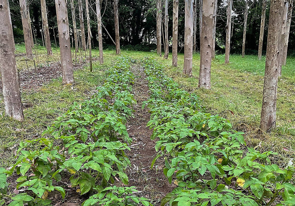 Plantas de patata que brotaron en el suelo recuperado de la parcela del experimento
