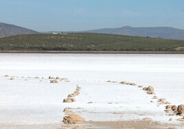 La extrema sequía sentencia a la laguna de Fuente de Piedra y la deja sin flamencos esta primavera