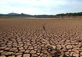 Agricultura anuncia 30 millones de euros para compensar los daños de la sequía y 16 millones más para leñosos