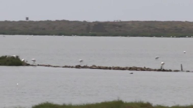 2.200 aves pasan por Las Salinas del Parque Natural de Cabo de Gata en estas últimas semanas