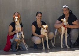 El 22º Desfile de perros abandonados de A.U.P.A. y Bioparc se celebrará el domingo 14 de mayo