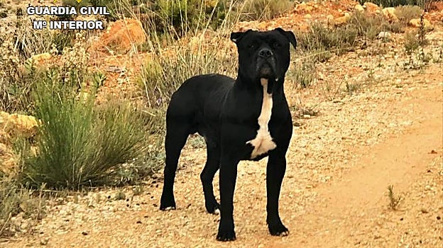 Investigan al dueño de un perro peligroso abandonado que mató a una mujer que lo recogió en Valencia