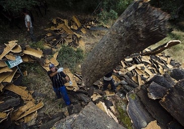 El sector del corcho de Córdoba clama por adelantar la campaña de saca debido al calor