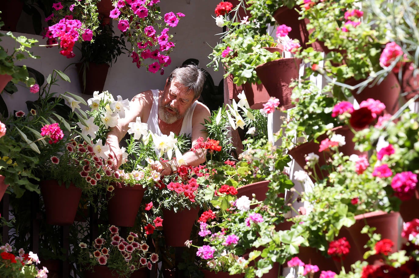 Los preparativos de los Patios de Córdoba 2023, en imágenes