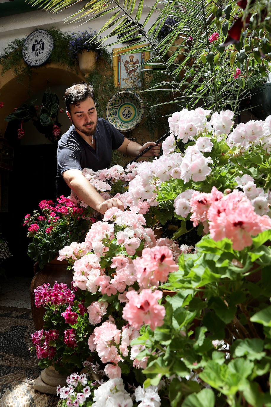Los preparativos de los Patios de Córdoba 2023, en imágenes