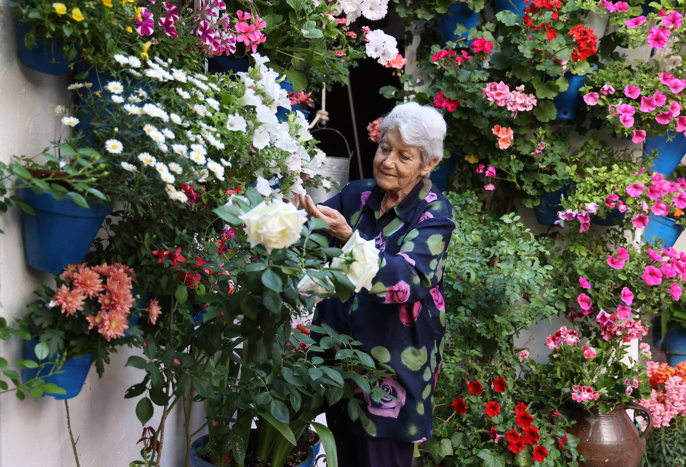 Los preparativos de los Patios de Córdoba 2023, en imágenes