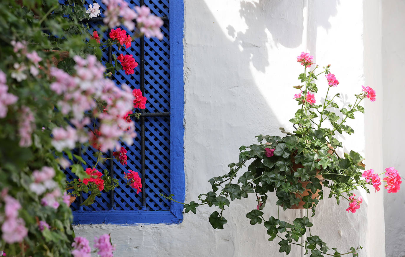 Patios Córdoba 2023 | La belleza antigua de la ruta de Santa Marina y San Agustín, en imágenes