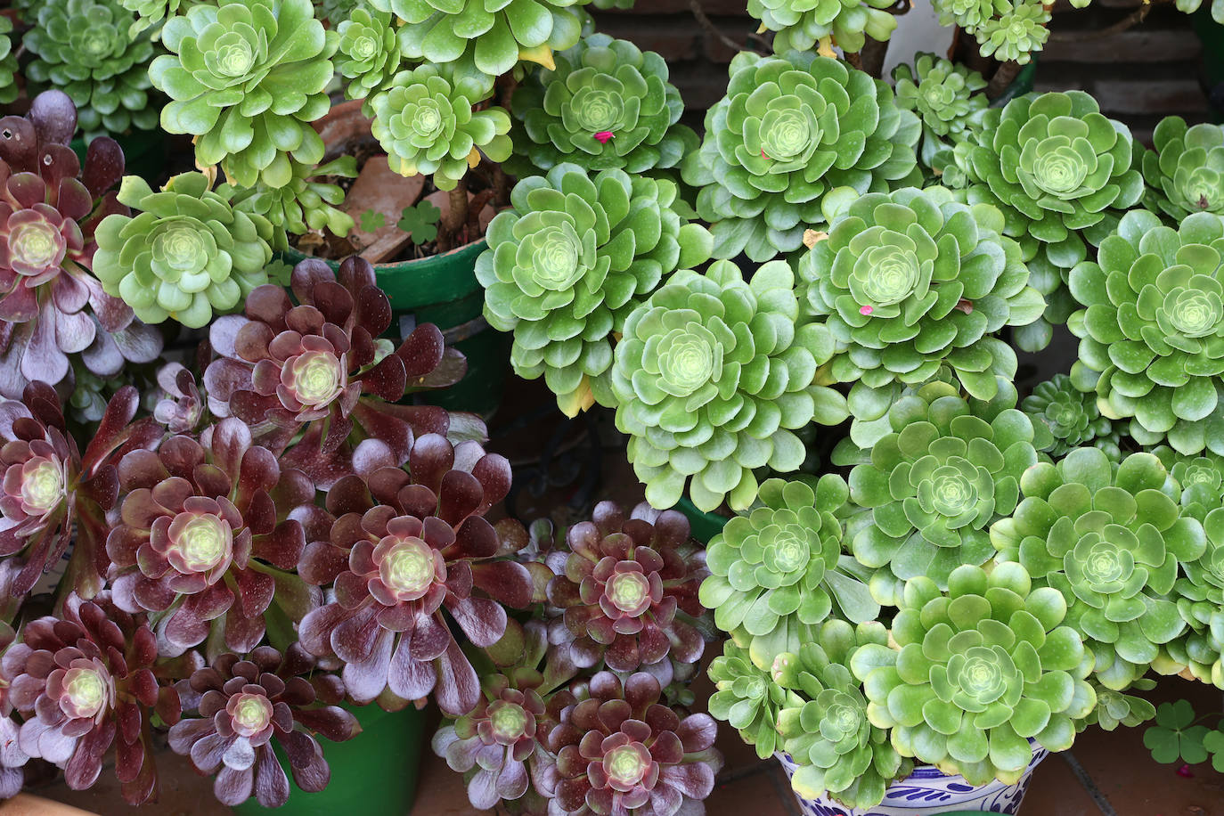 Patios Córdoba 2023 | La belleza antigua de la ruta de Santa Marina y San Agustín, en imágenes