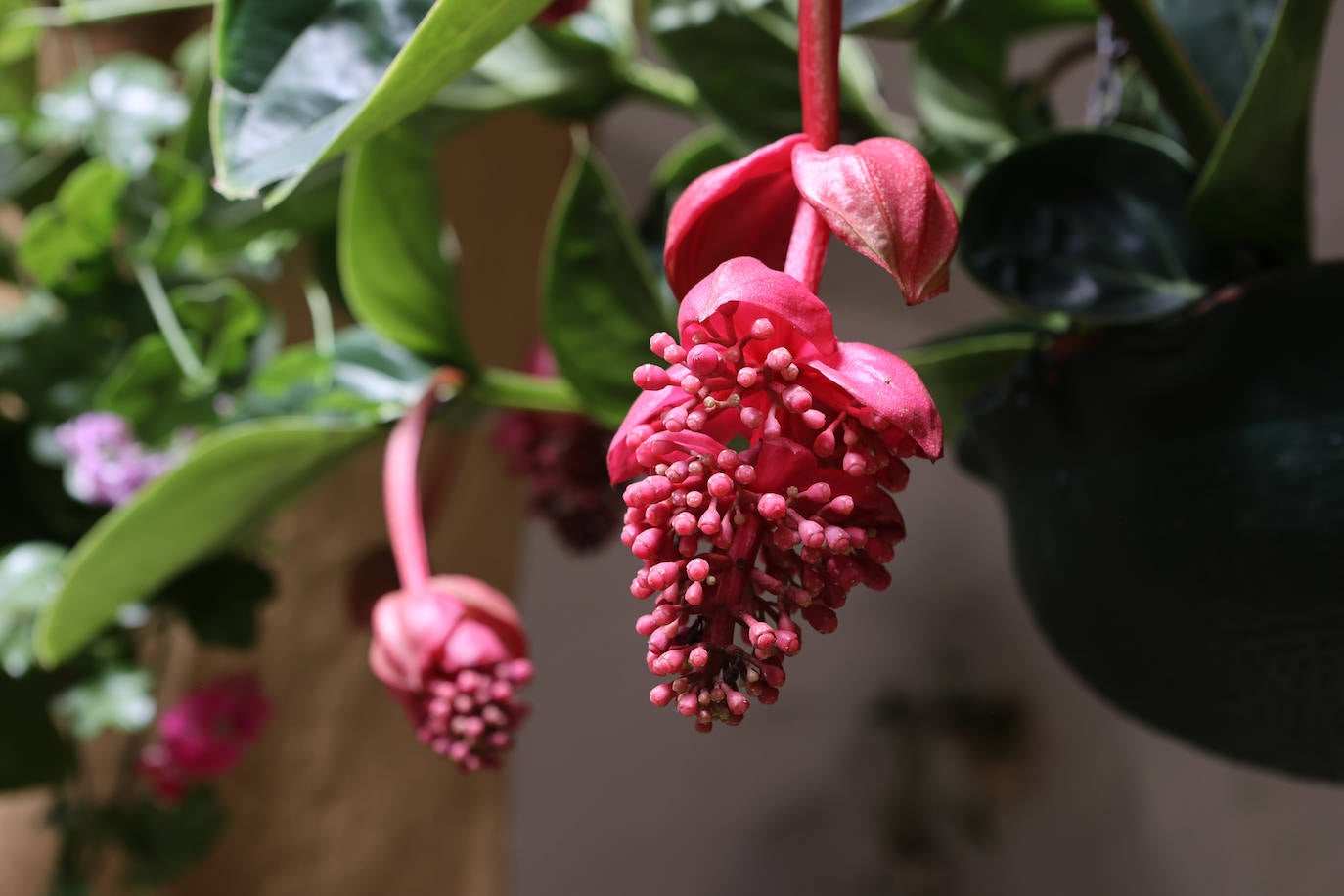 Patios Córdoba 2023 | La belleza antigua de la ruta de Santa Marina y San Agustín, en imágenes