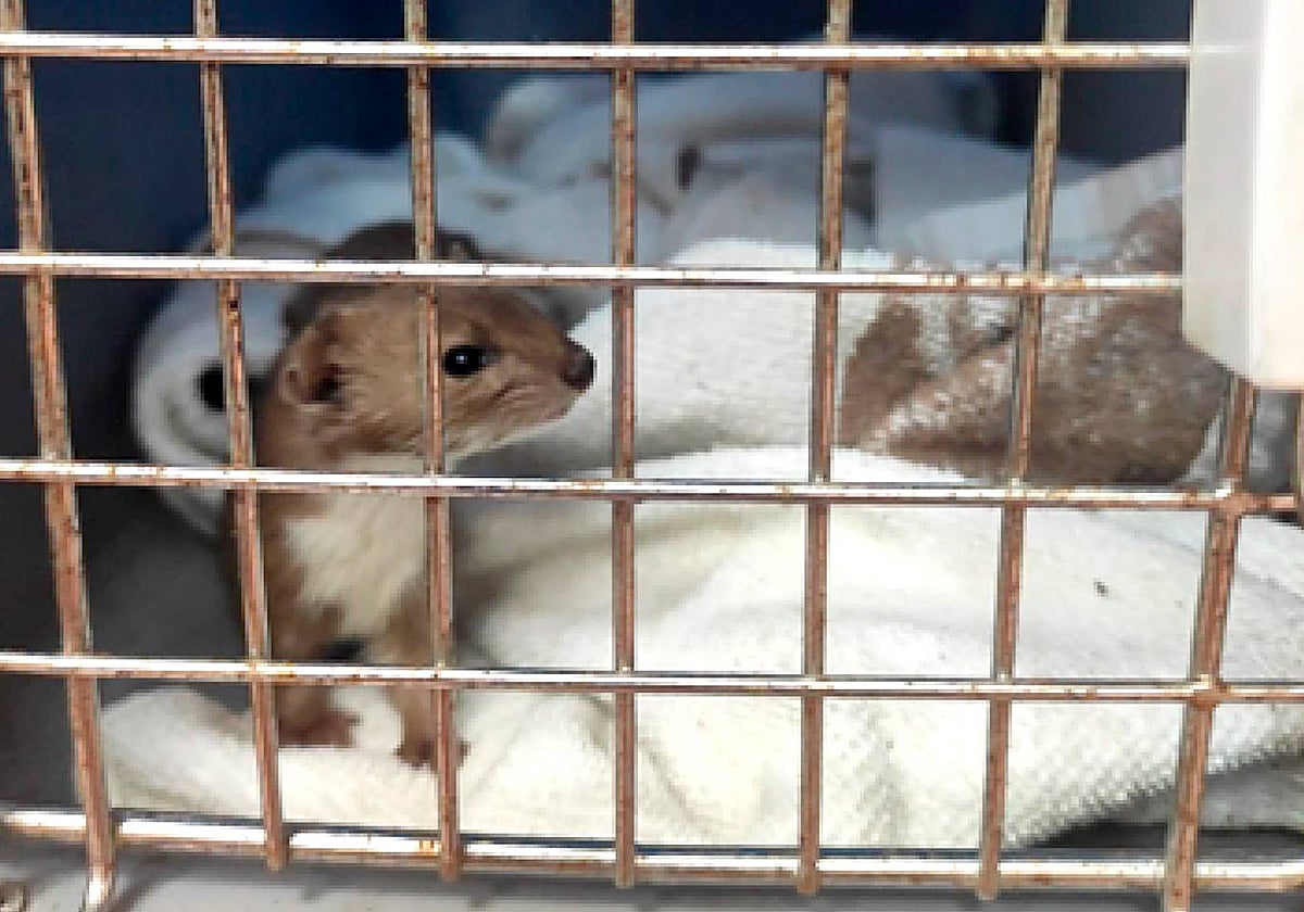 Imagen de la comadreja rescatada en Benetússer (Valencia)