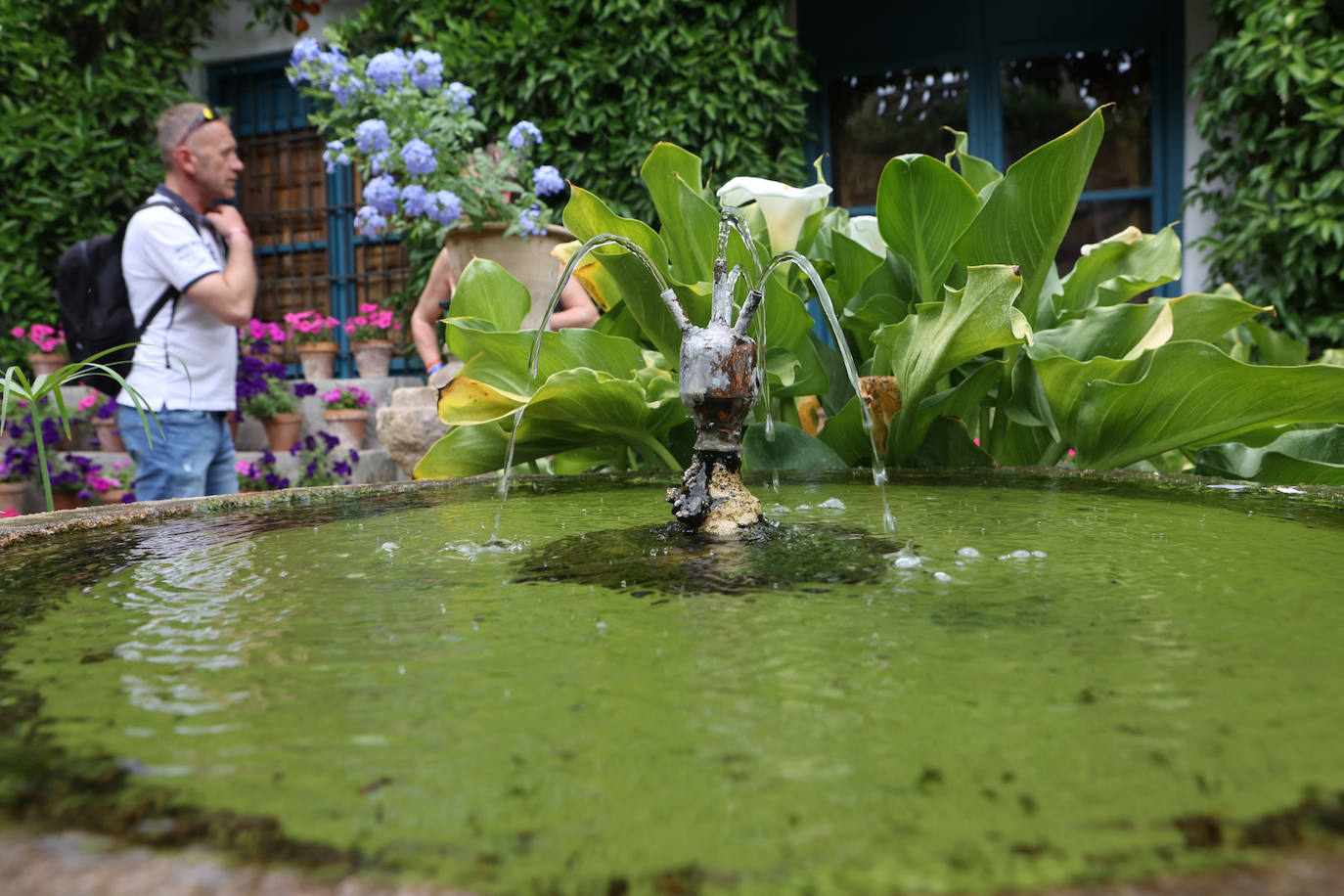 Patios Córdoba 2023 | El Palacio de Viana, en imágenes