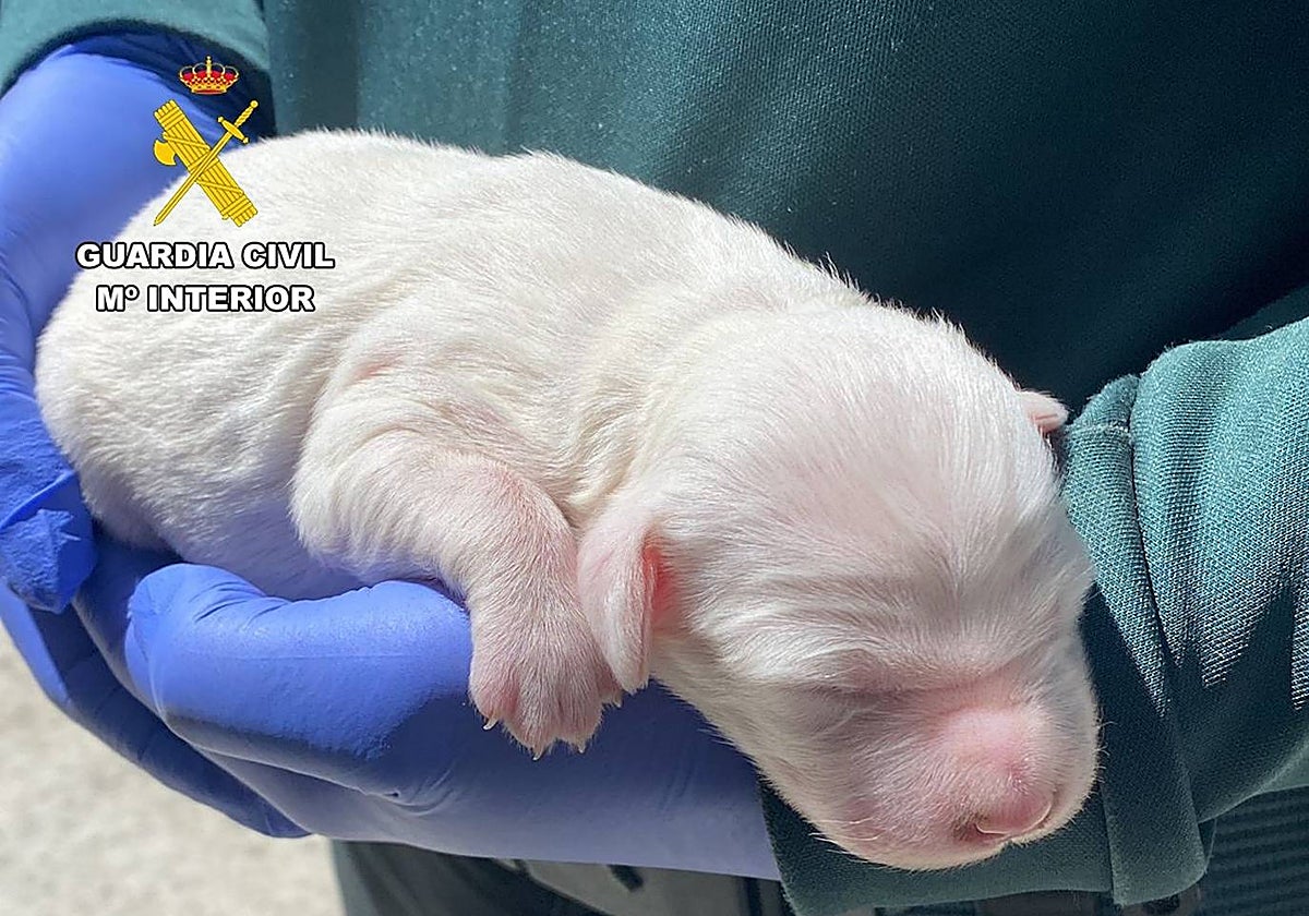 El cachorro rescatado por la Guardia Civil