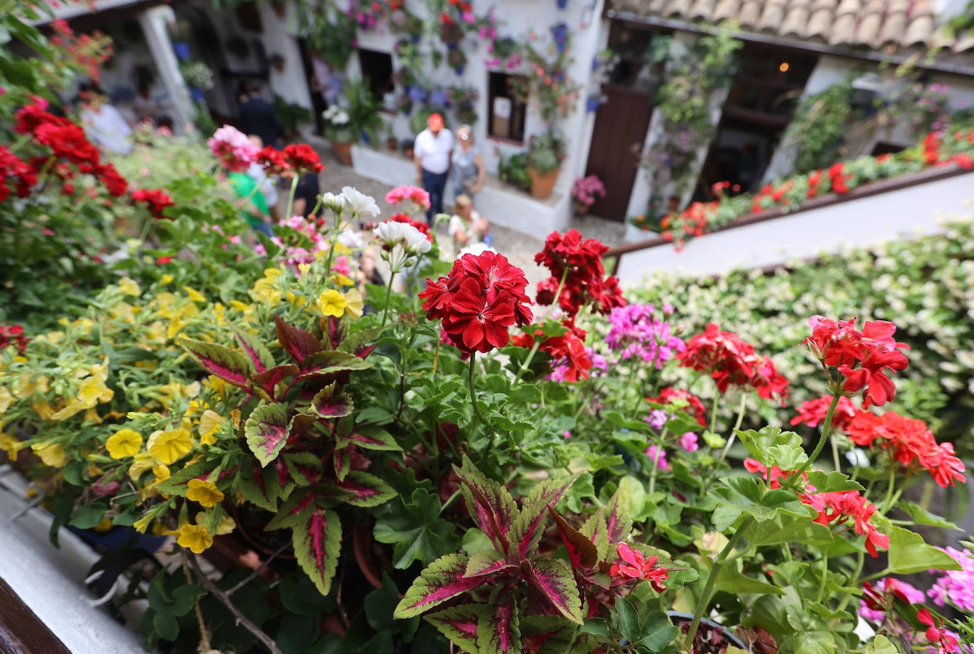 Patios de Córdoba 2023 | La exuberante ruta de San Basilio, en imágenes