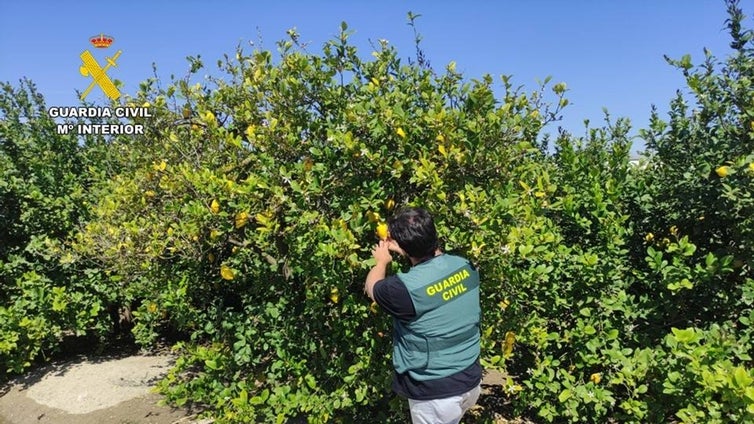 La Guardia Civil desarticula una trama en la compraventa de limones en Alicante