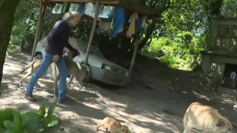 Una manada de perros atemoriza a los vecinos de un pueblo pontevedrés