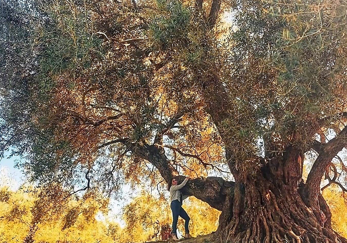 Imagen del «Acebuche de las Hoyas»