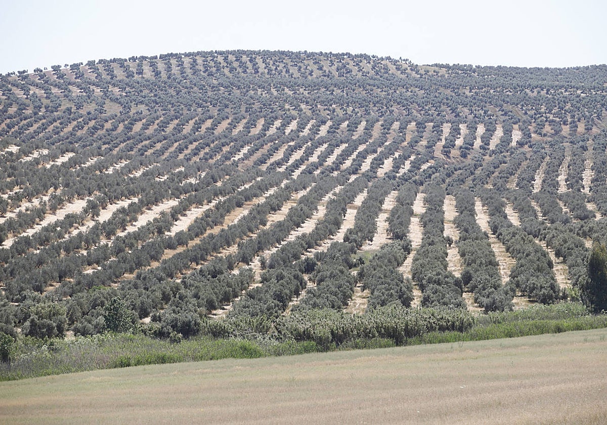 Paisaje de olivares que arrasarían las placas en Morente, entre Bujalande y Pedro Abad