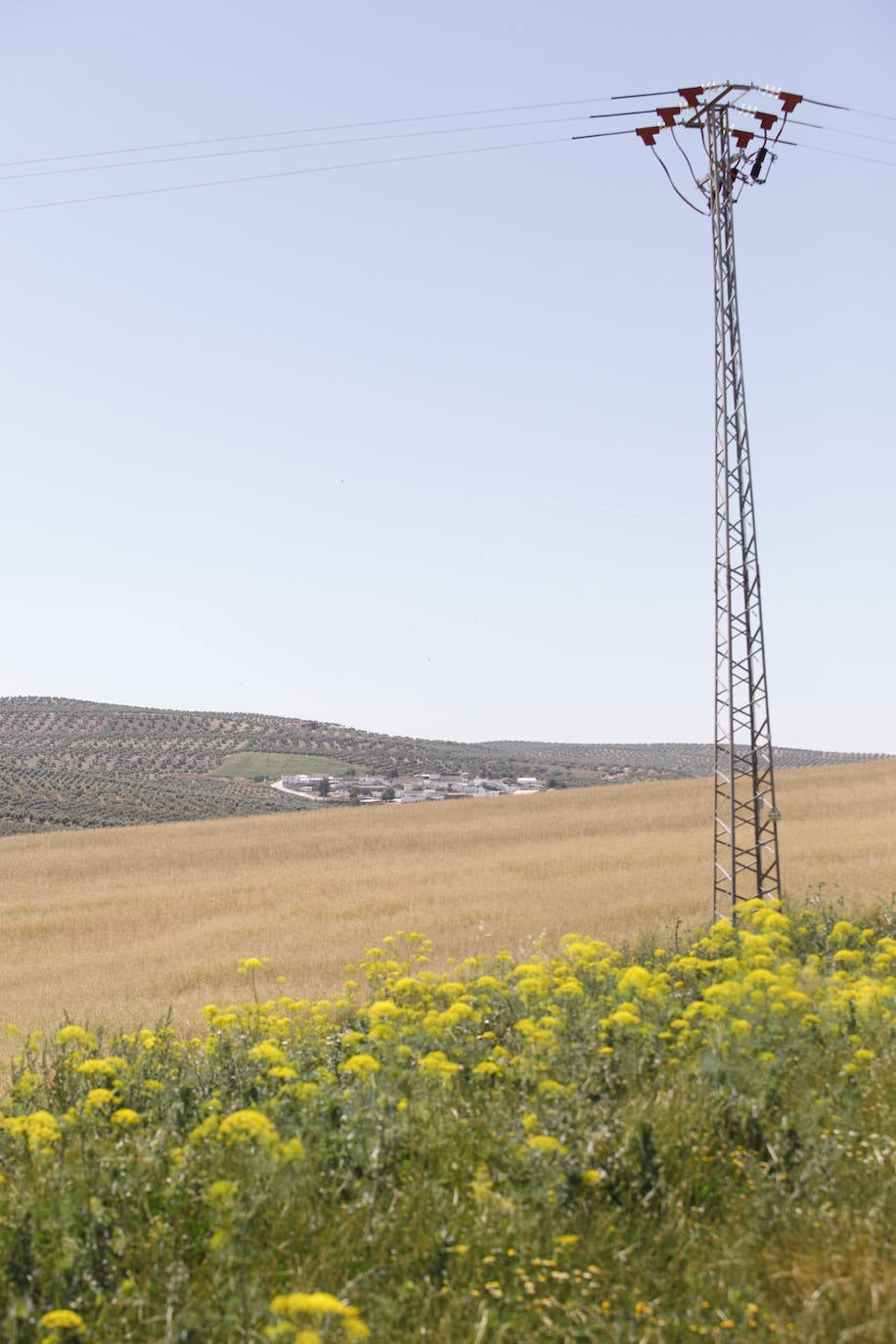 El paisaje de miles de olivos que arrasarían las placas solares en el Alto Guadalquivir, en imágenes