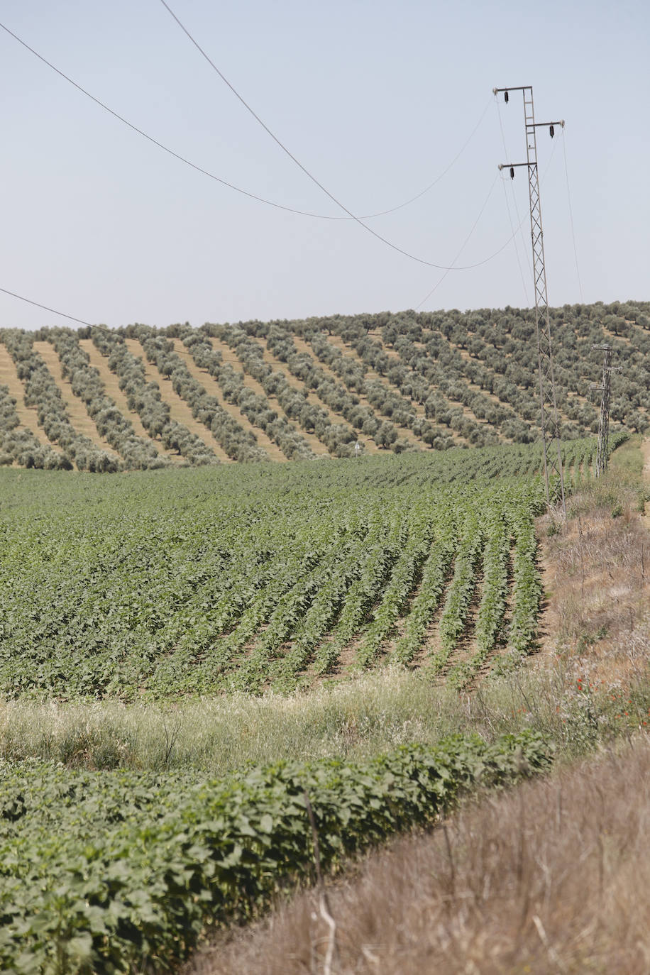 El paisaje de miles de olivos que arrasarían las placas solares en el Alto Guadalquivir, en imágenes