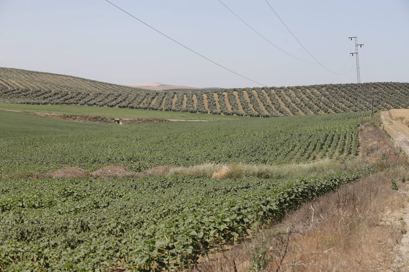 El paisaje de miles de olivos que arrasarían las placas solares en el Alto Guadalquivir, en imágenes