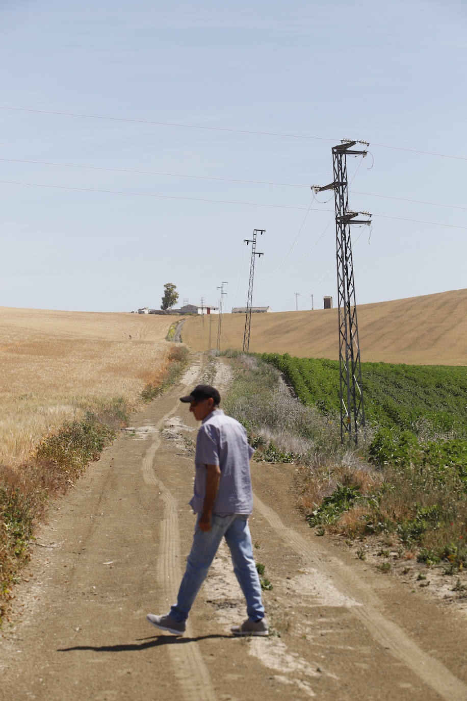 El paisaje de miles de olivos que arrasarían las placas solares en el Alto Guadalquivir, en imágenes