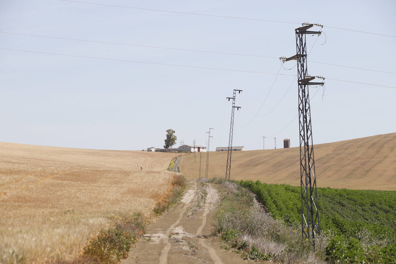El paisaje de miles de olivos que arrasarían las placas solares en el Alto Guadalquivir, en imágenes