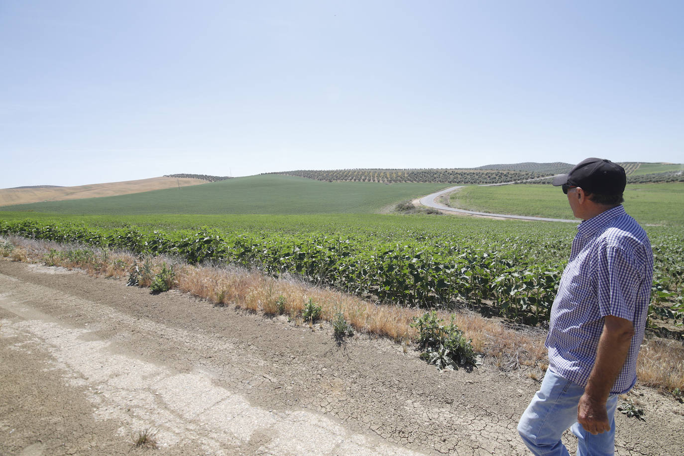 El paisaje de miles de olivos que arrasarían las placas solares en el Alto Guadalquivir, en imágenes