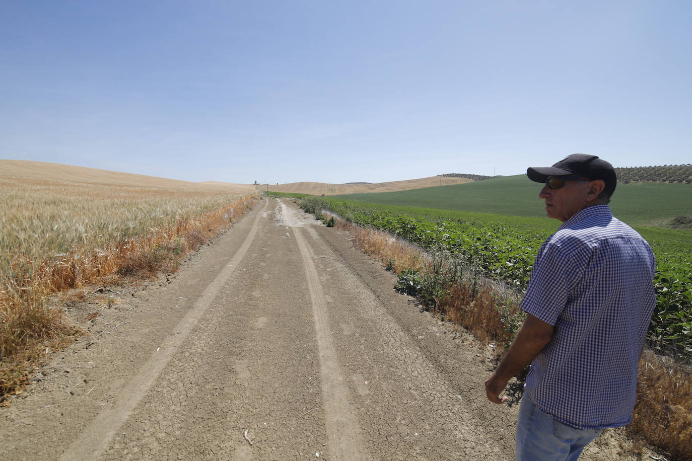 El paisaje de miles de olivos que arrasarían las placas solares en el Alto Guadalquivir, en imágenes