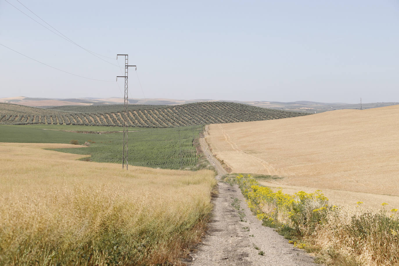 El paisaje de miles de olivos que arrasarían las placas solares en el Alto Guadalquivir, en imágenes