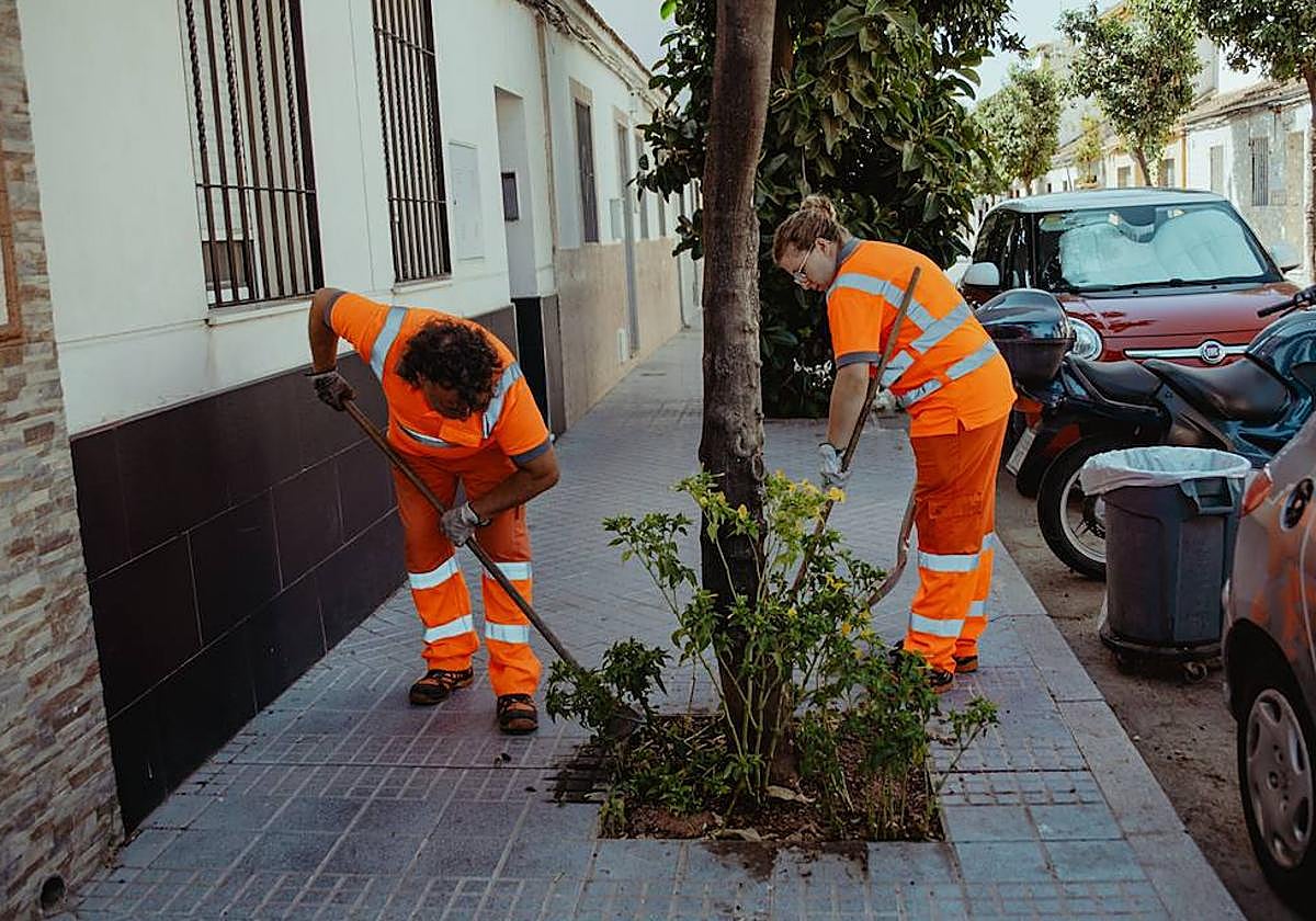 Trabajadores de Sadeco, actuando sobre un alcorque