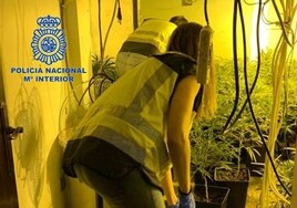 Desmantelan un cultivo de marihuana en una casa ocupada y un punto de venta de drogas en Valencia