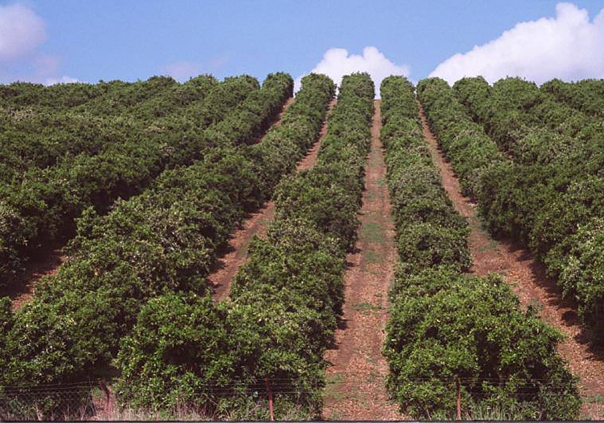 Las fincs de cítricos son las más demandadas según el último informe de la Junta de Andalucía