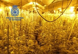La Policía desmantela una plantación de marihuana en Valencia y detiene a tres albaneses