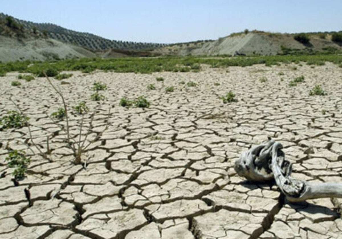 El Gobierno de Castilla-La Mancha amplía hasta los 56 millones las ayudas del &#039;Plan Sequía&#039;