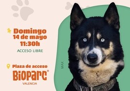 Optimista «última llamada» para el 22º desfile de perros abandonados de AUPA y Bioparc Valencia