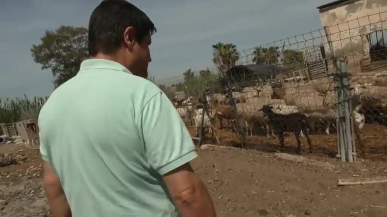 Brócoli para alimentar a cabras y otros efectos de la sequía