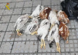Investigado un hombre por degollar cabras y gallinas para efectuar rituales de santería en El Prat (Barcelona)