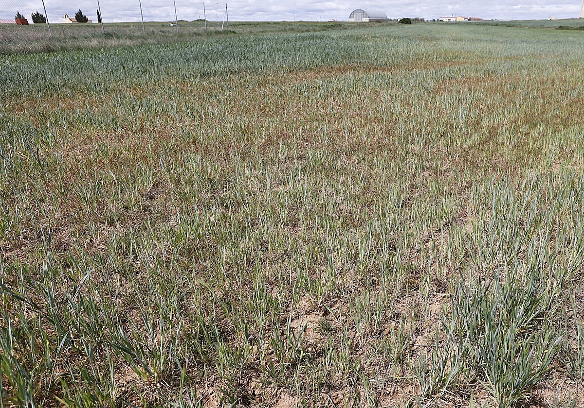 Campos de cultivo afectados por la sequía en la provincia de Soria